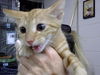 adoptable Cat in  named A179855