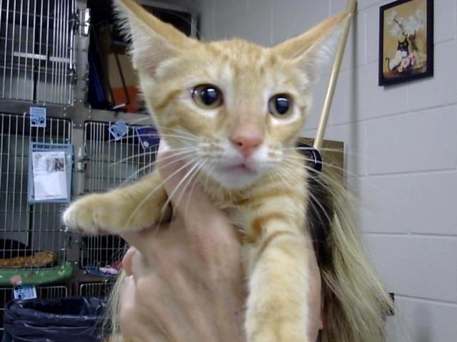 adoptable Cat in Pasadena, TX named A179856