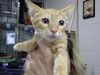 adoptable Cat in  named A179856