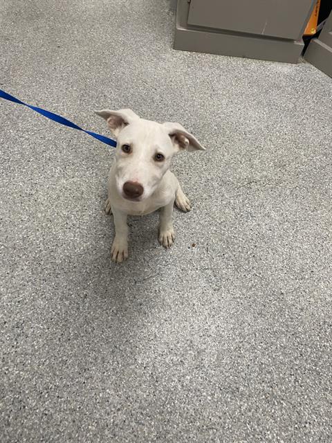 adoptable Dog in Pasadena, TX named A179880