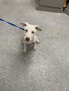 adoptable Dog in  named A179880