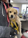 adoptable Dog in  named A179852