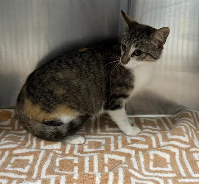 Unknown - Domestic Medium Hair