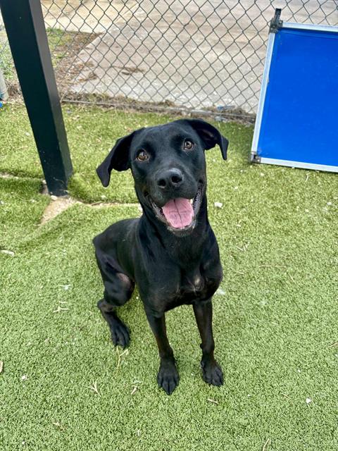 CORDELIA - Labrador Retriever available for adoption