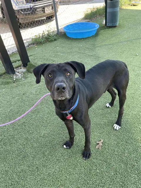 Kevin - Great Dane