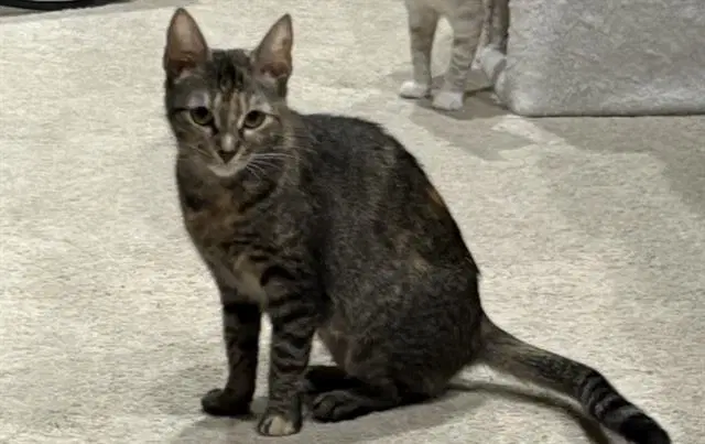 Tammy - Domestic Short Hair