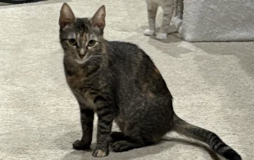TAMMY - Domestic Short Hair available for adoption