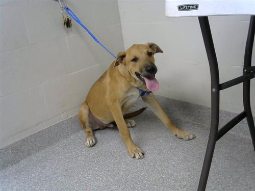picture of the dog needing adoption