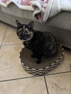 BUTTERNUT - Photo 1