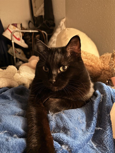 RITA Image