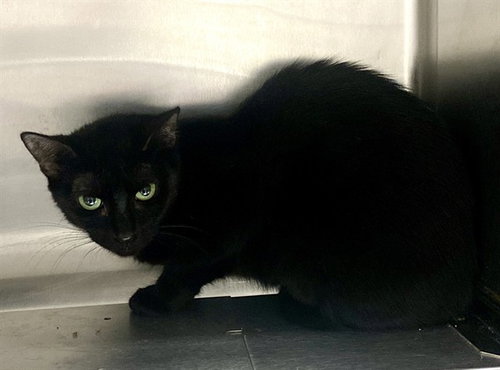 picture of the cat needing adoption