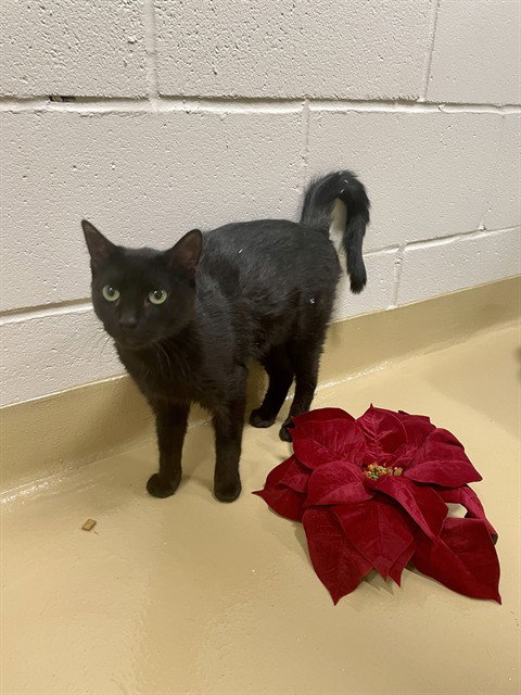 picture of the cat needing adoption