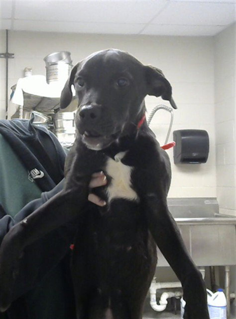 picture of the dog needing adoption