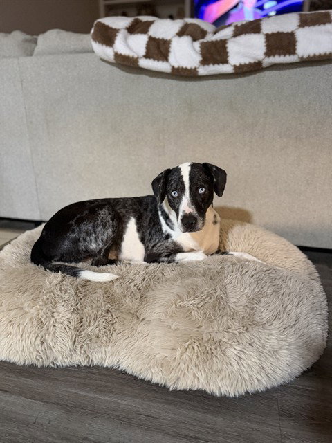 picture of the dog needing adoption