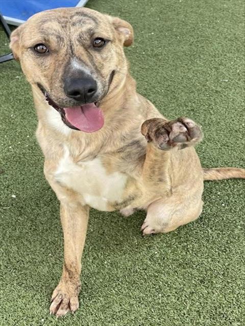 THOR (WESTON), an adoptable American Pit Bull Terrier in Pasadena, TX