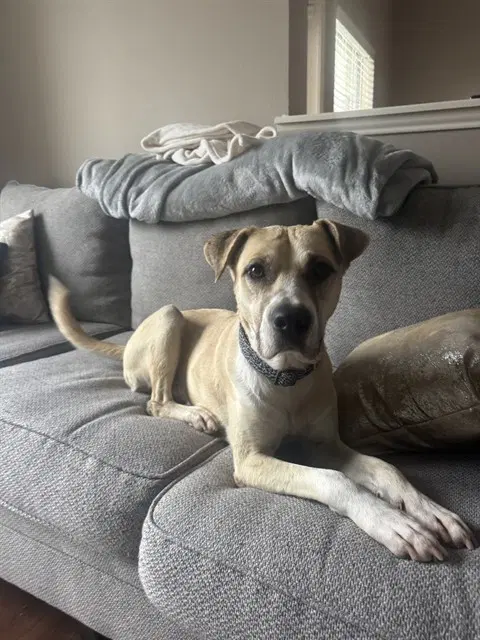 Mousey - Labrador Retriever