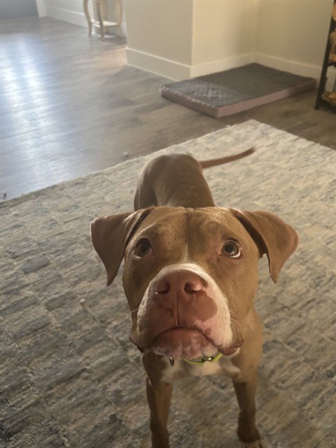 picture of the dog needing adoption