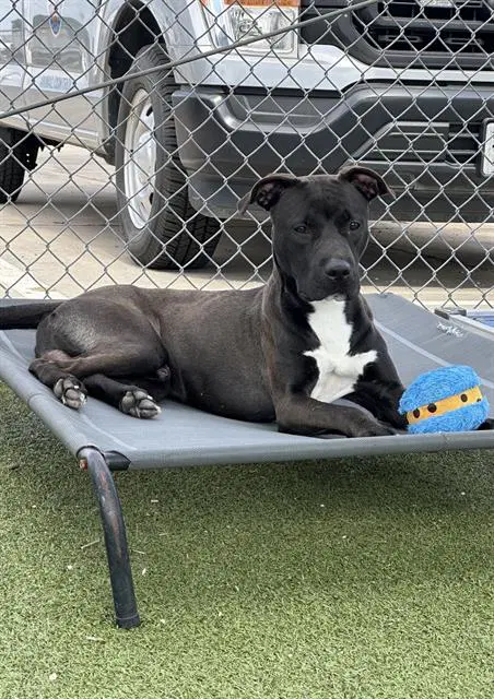 Poe - American Pit Bull Terrier