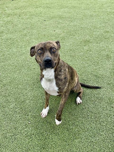 PUPUSA (RAINE), an adoptable American Pit Bull Terrier in Pasadena, TX