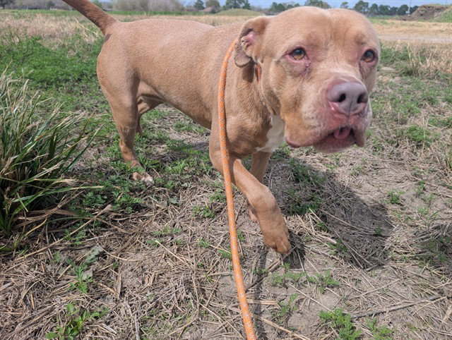 Pit Bull