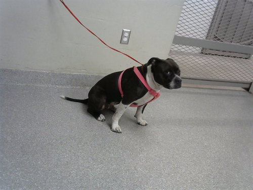 picture of the dog needing adoption