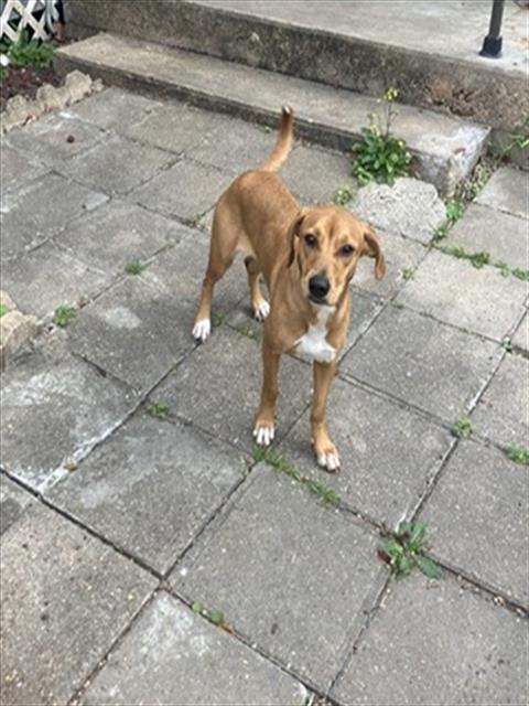 picture of the dog needing adoption