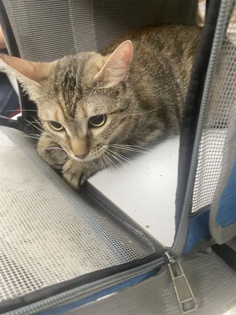 Callie - Domestic Short Hair