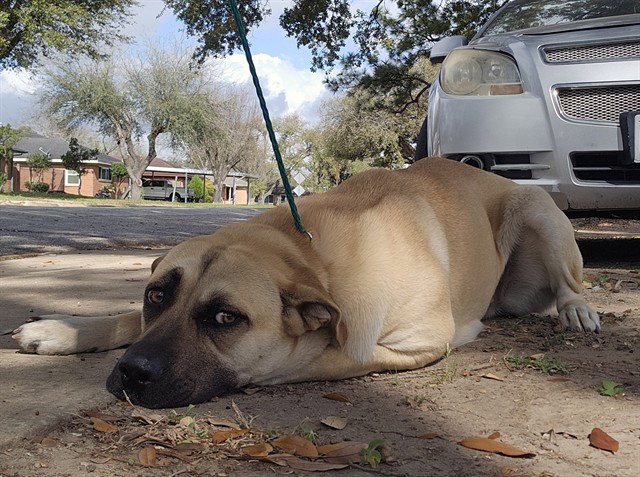 Labrador Retriever