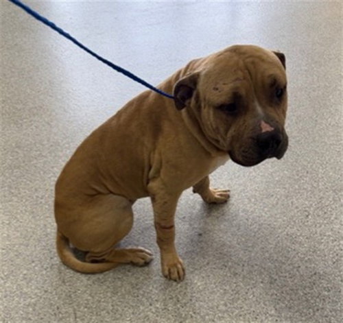 LUCAS LOVES PEANUT BUTTER, an adoptable Mastiff in Pasadena, TX
