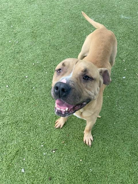 LUCAS LOVES PEANUT BUTTER, an adoptable Mastiff in Pasadena, TX