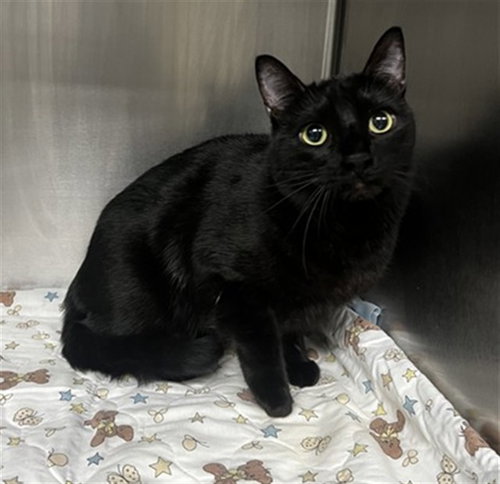 picture of the cat needing adoption