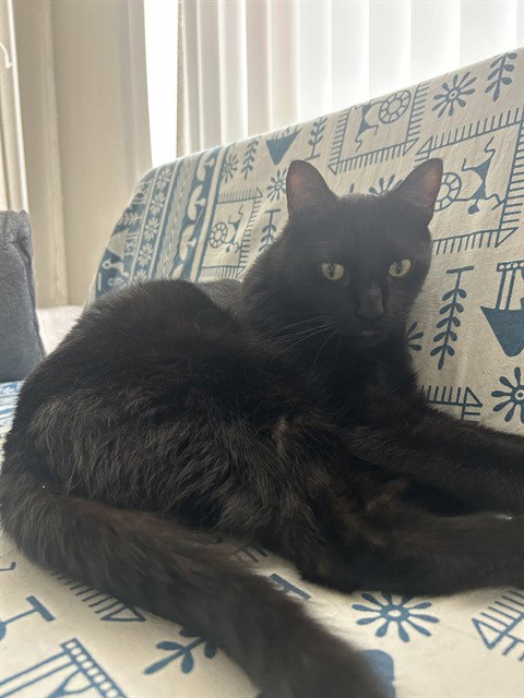 NOIR, Senior Domestic Medium Hair (medium coat), cat for adoption in Friendswood, Texas