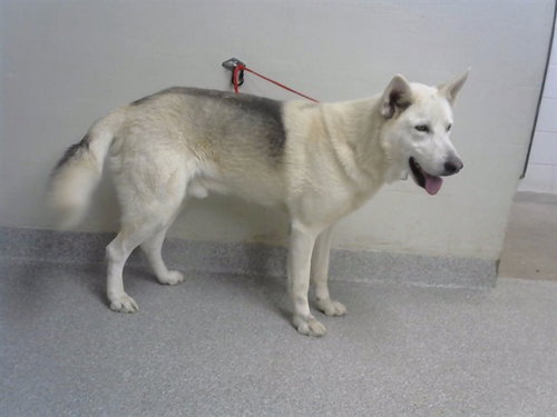 picture of the dog needing adoption