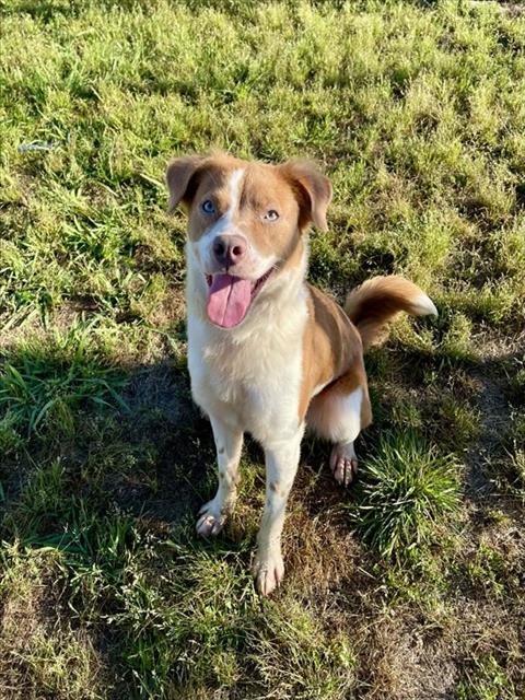 PAISLEY, an adoptable Australian Shepherd in Pasadena, TX