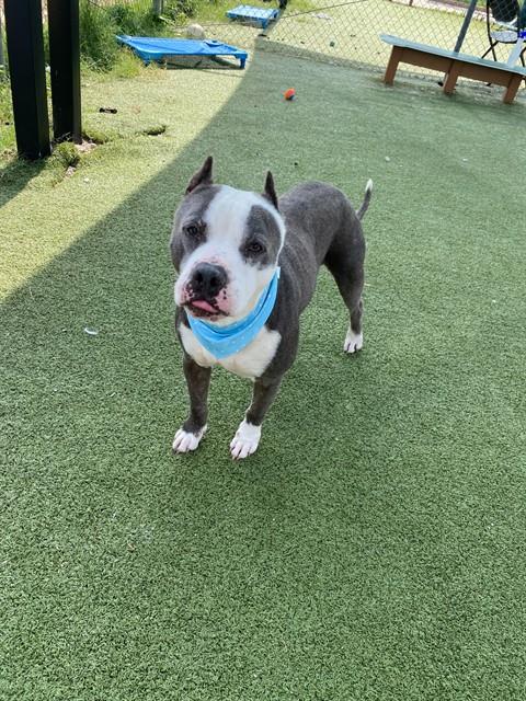APACHE, an adoptable American Pit Bull Terrier in Pasadena, TX