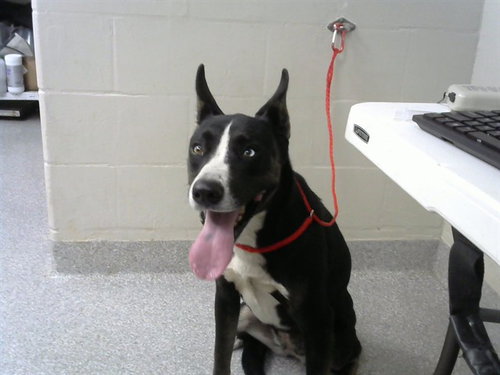 picture of the dog needing adoption