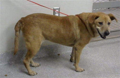 picture of the dog needing adoption