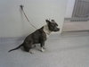 A183764 - Photo 1