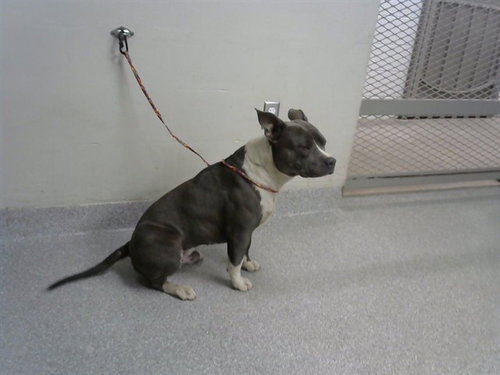 picture of the dog needing adoption