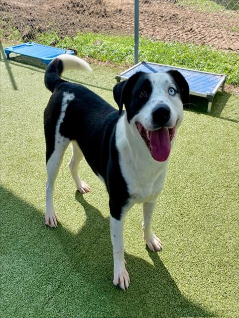 CASPER, an adoptable Labrador Retriever in Pasadena, TX