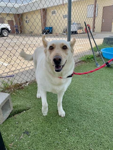 BEANS, an adoptable Siberian Husky in Pasadena, TX