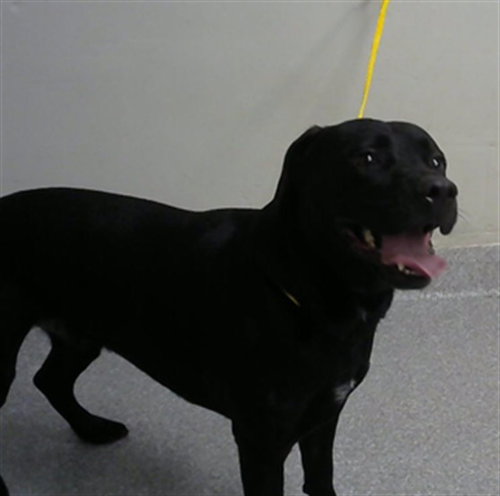 ATLAS, an adoptable Labrador Retriever in Pasadena, TX