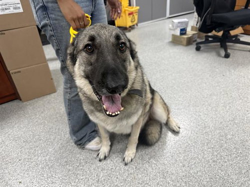 SMOKEY, an adoptable German Shepherd Dog in Pasadena, TX