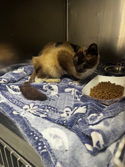 A183851, Young Siamese / Mixed (medium coat), cat for adoption in Friendswood, Texas