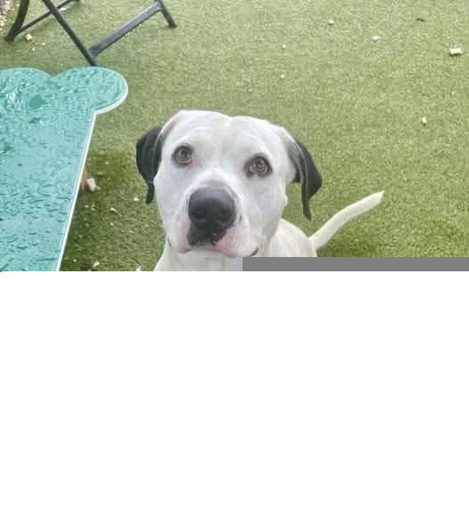 PONGO