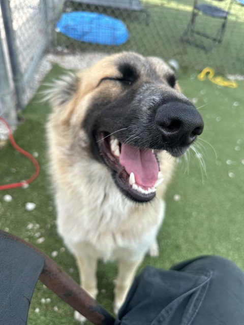 ALPHIE, an adoptable Belgian Shepherd Dog Sheepdog in Pasadena, TX