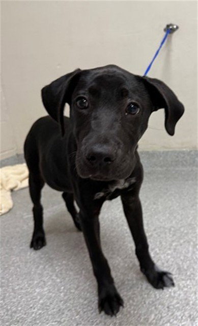 A183993, an adoptable American Pit Bull Terrier in Pasadena, TX
