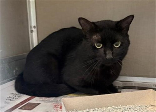 A183948, an adoptable Domestic Short Hair in Pasadena, TX