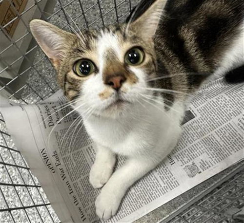 BUFORD, an adoptable Domestic Short Hair in Pasadena, TX