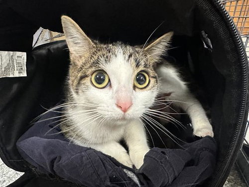 PRINCESS, an adoptable Domestic Short Hair in Pasadena, TX